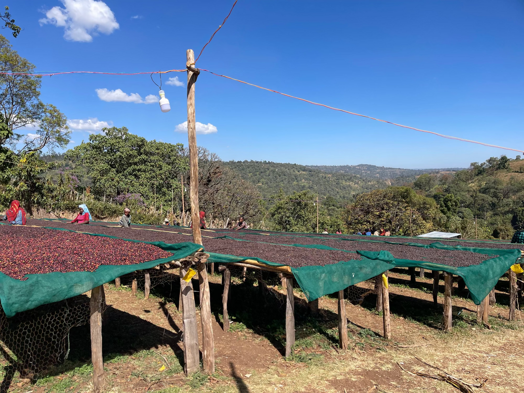 Guji Oakato African drying beds