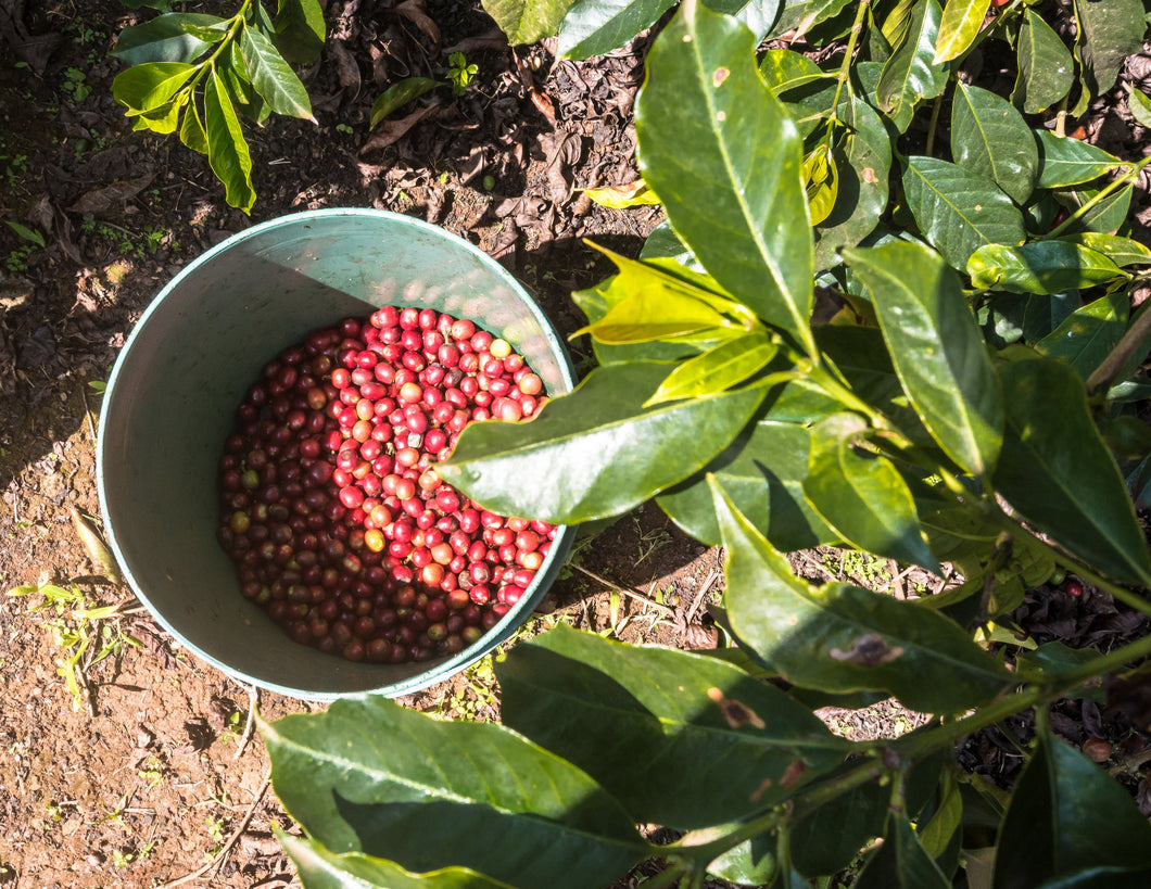Kenya Kieni Nyeri coffee cherries