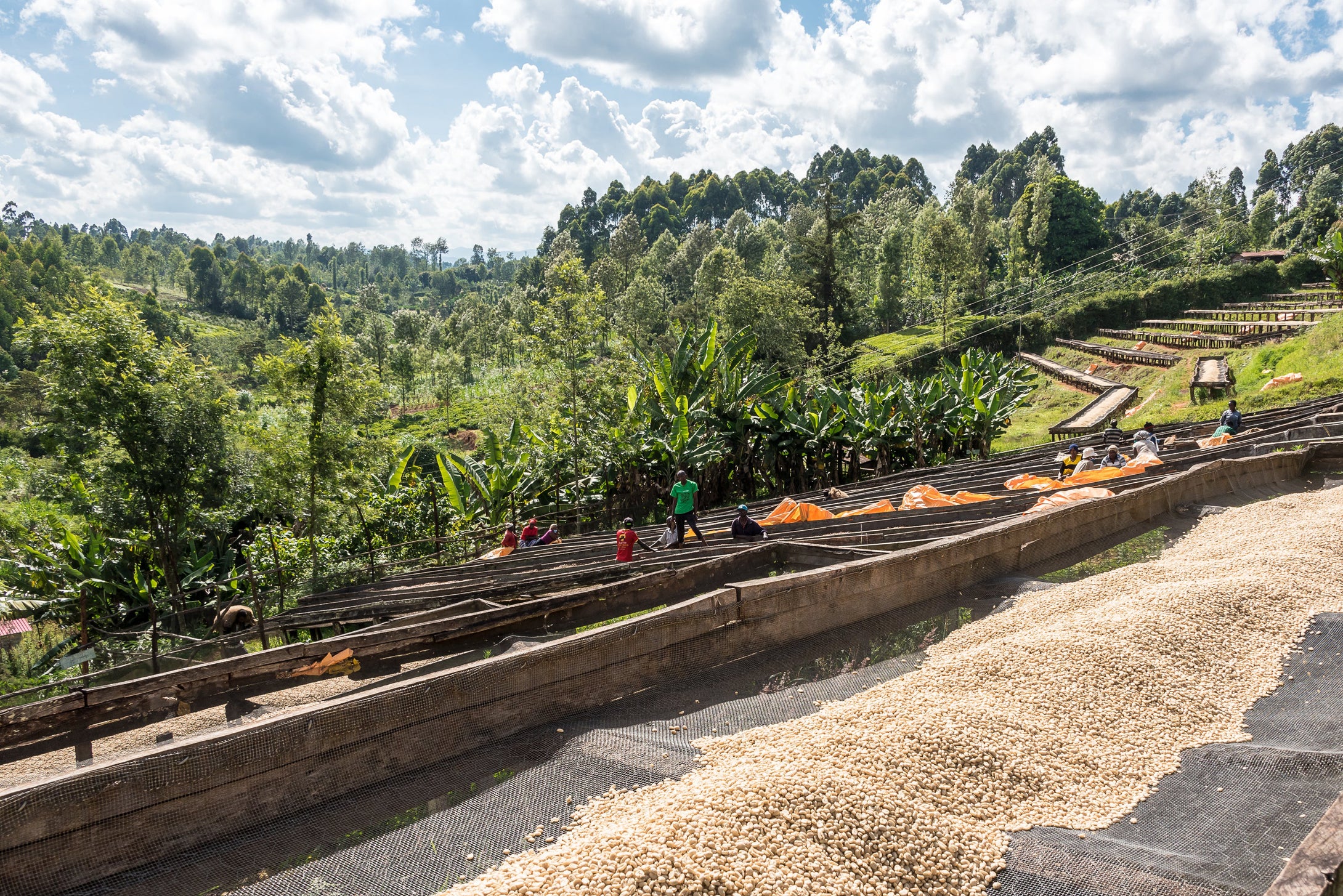 Kenya Kieni Nyeri washing station