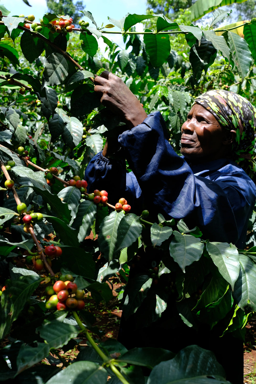 Kieni Picker Kenya