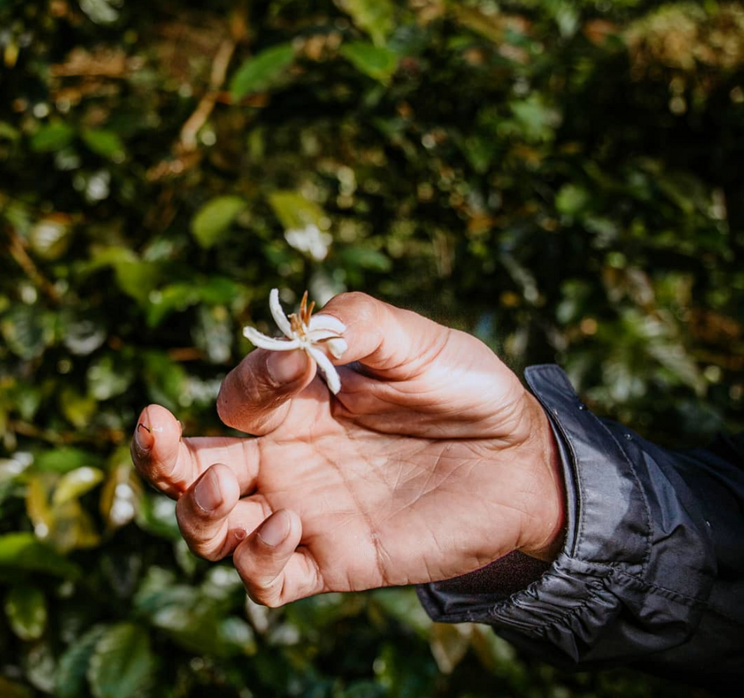 Hacienda La Esmeralda Panama geisha coffee