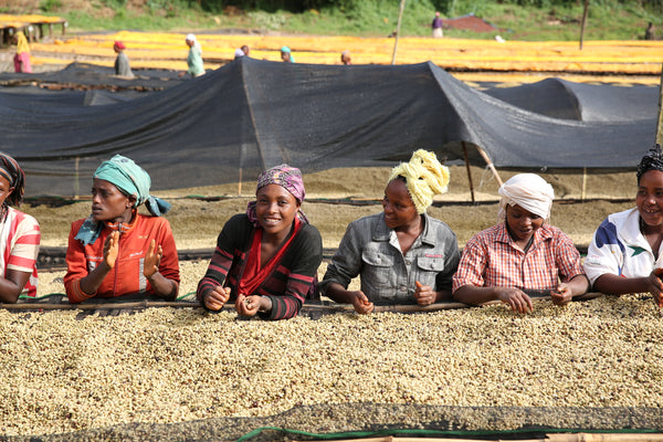 New Coffee: Guji Sakaro from Ethiopia