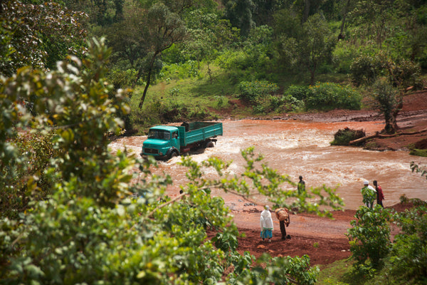 New coffee: Sasaba from Ethiopia's Highlands