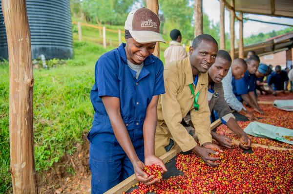 New Coffee: Mushonyi from Rwanda