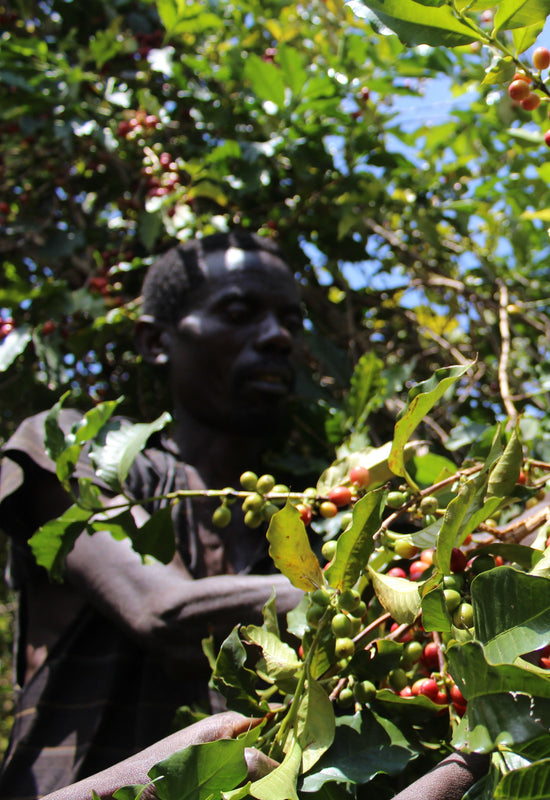 Burundi Gakenke cherry picking mobile