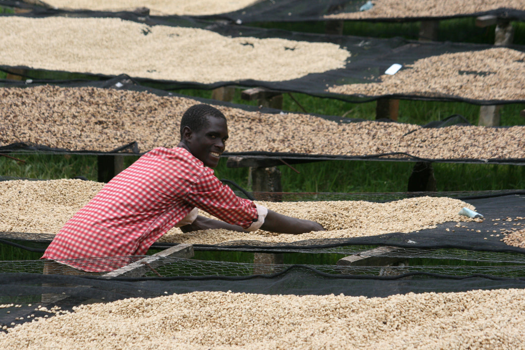 Burundi Kibingo coffee on drying beds