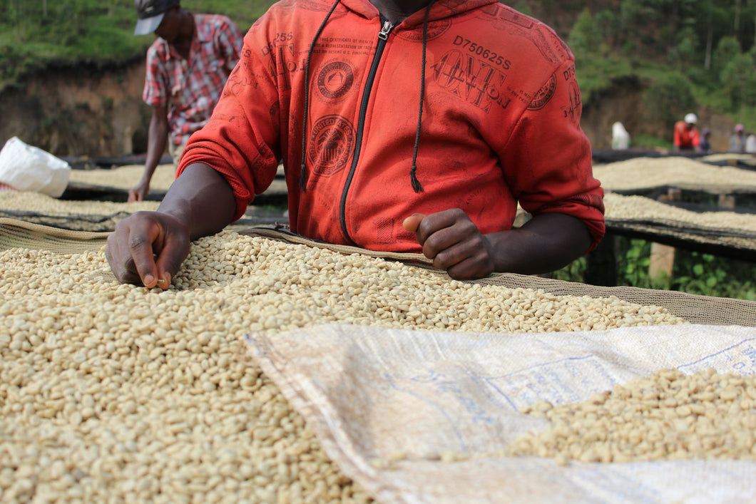 Burundi_Kibingo_coffee_fully_washed