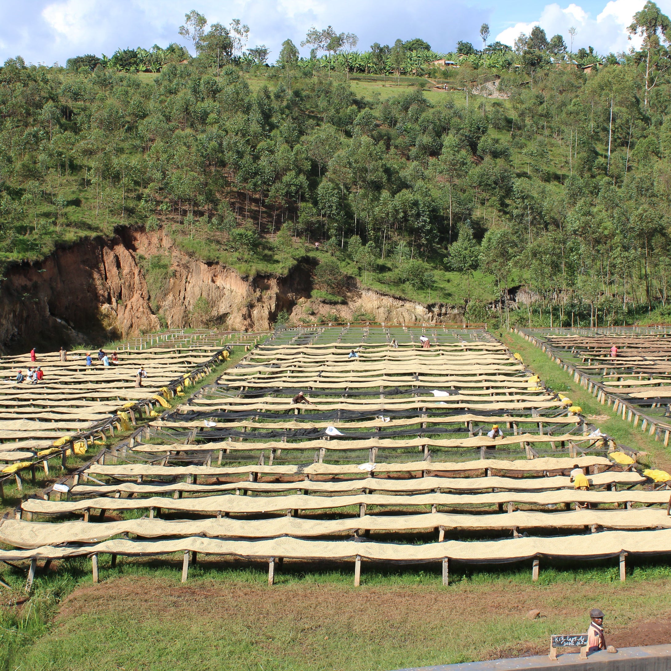 Burundi Kibingo washing station