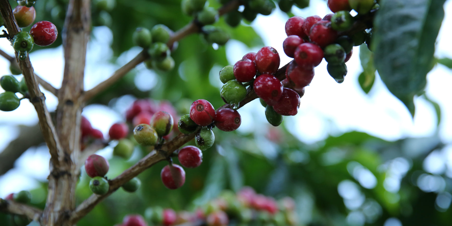 Ripe coffee cherries on the tree