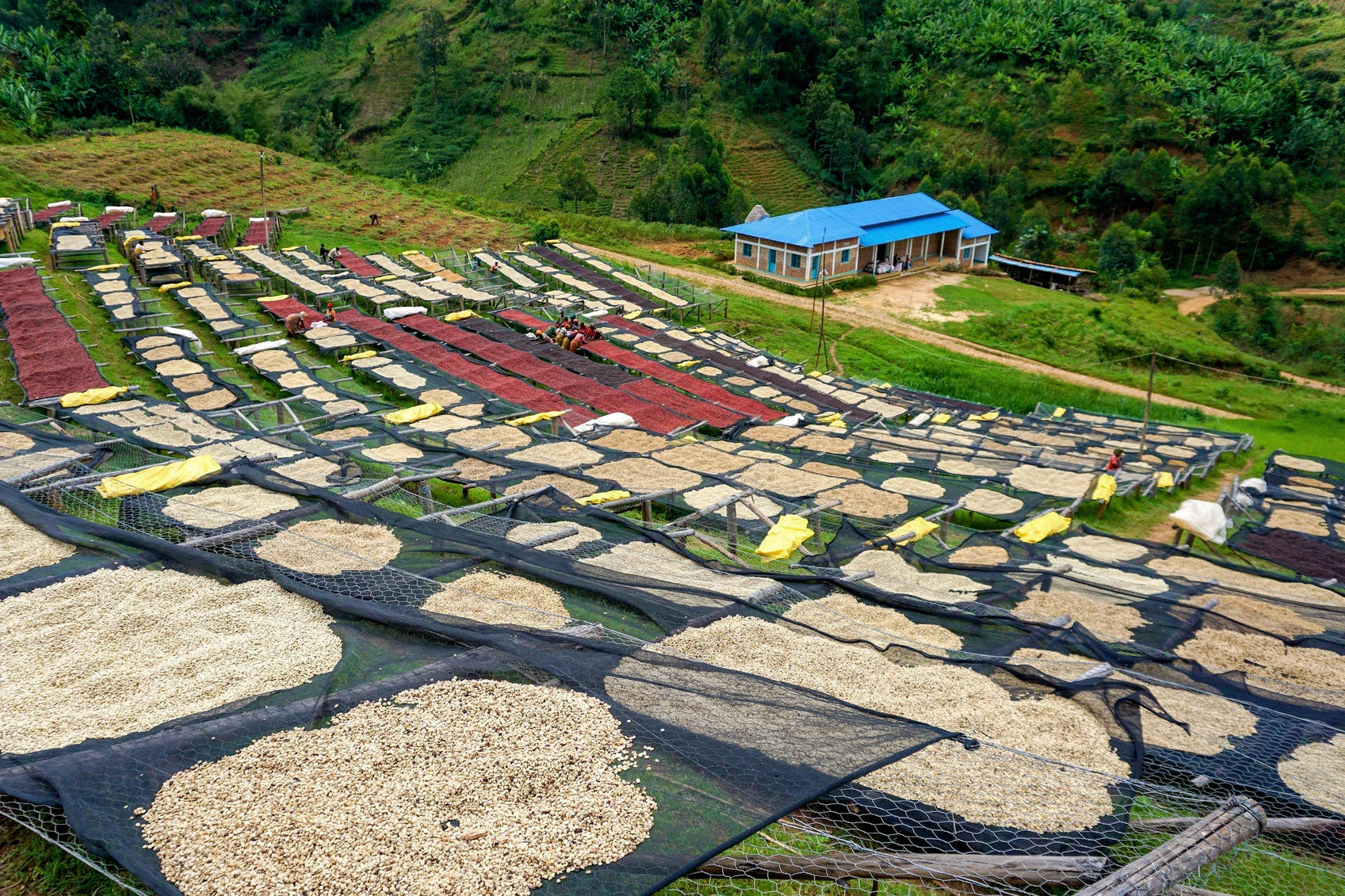 Gahahe washing station Burundi