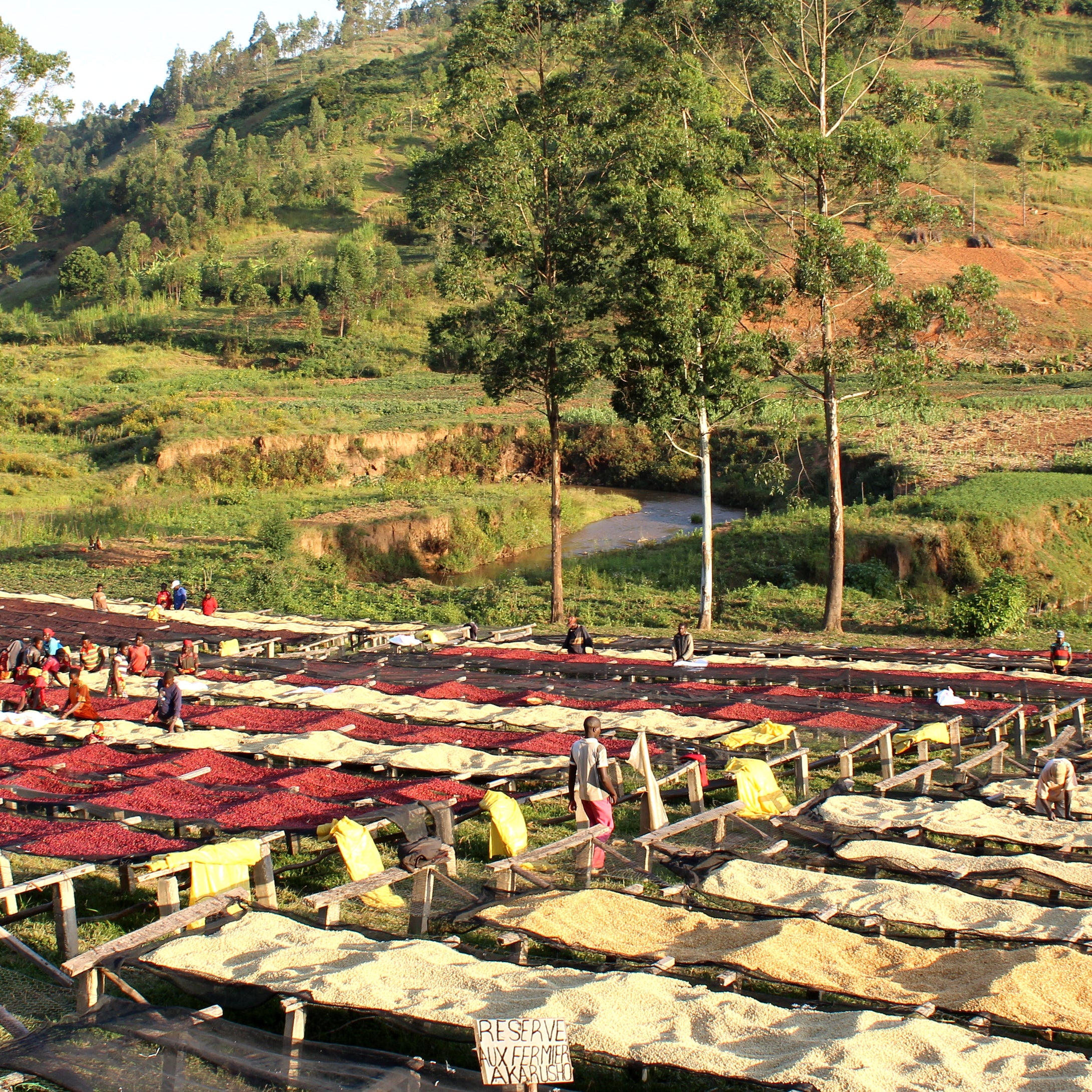 Burundi Gakenke Washing Station