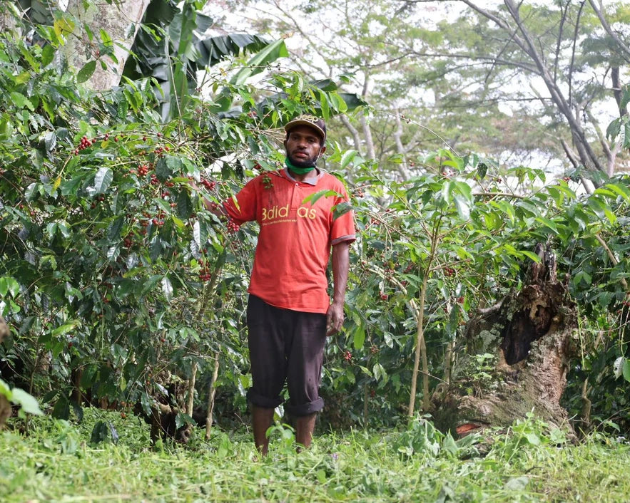Highland Coffee Papua New Guinea