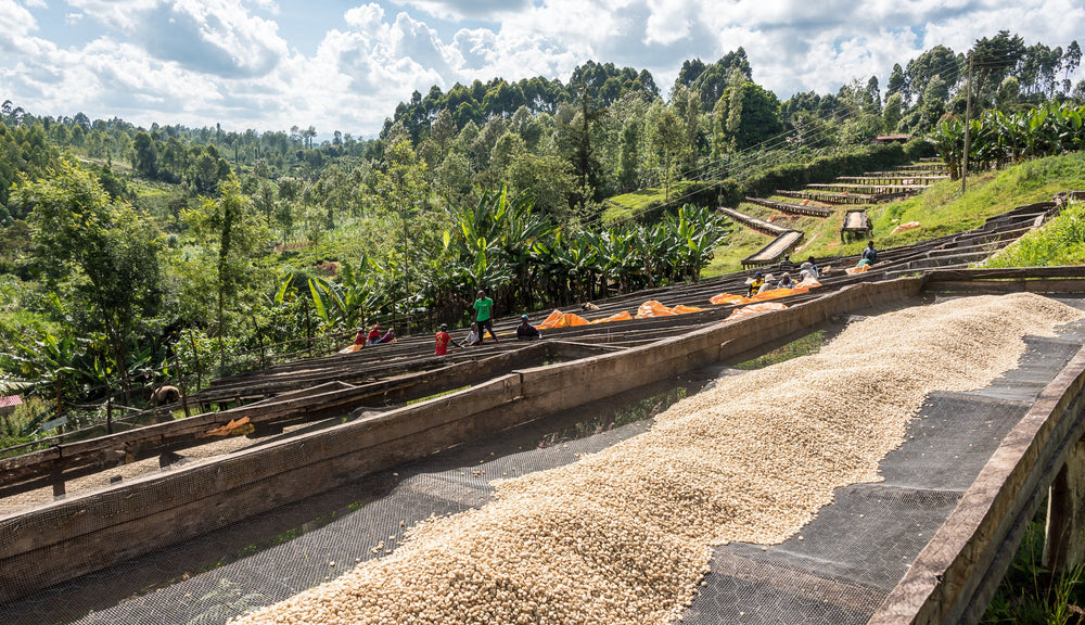 Kenya Kieni Nyeri washing station 