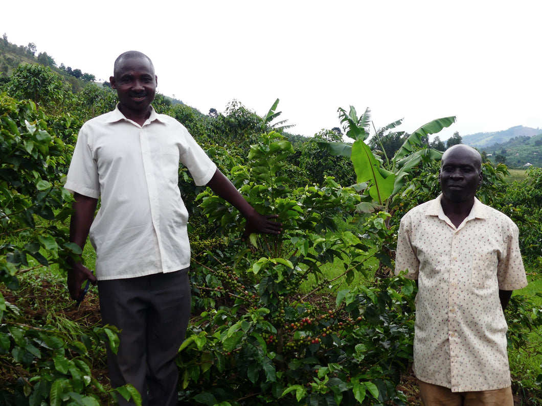 Nyabubare Western Uganda Growers