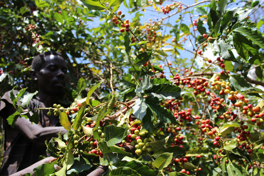 Red Bourbon Tree Burundi Gakenke