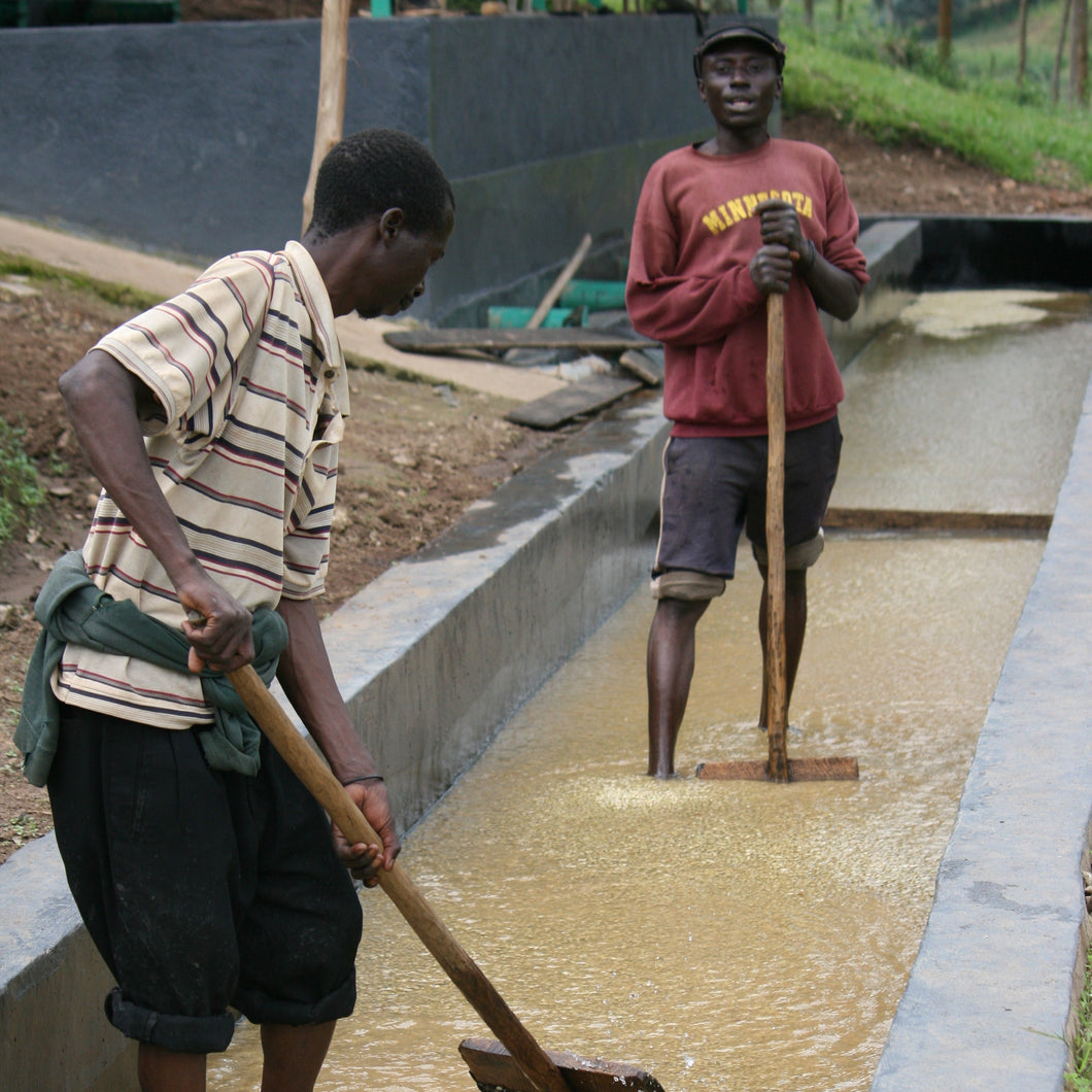 Washed process Burundi Gahahe