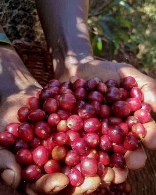 Guji Oakato handpicked cherries